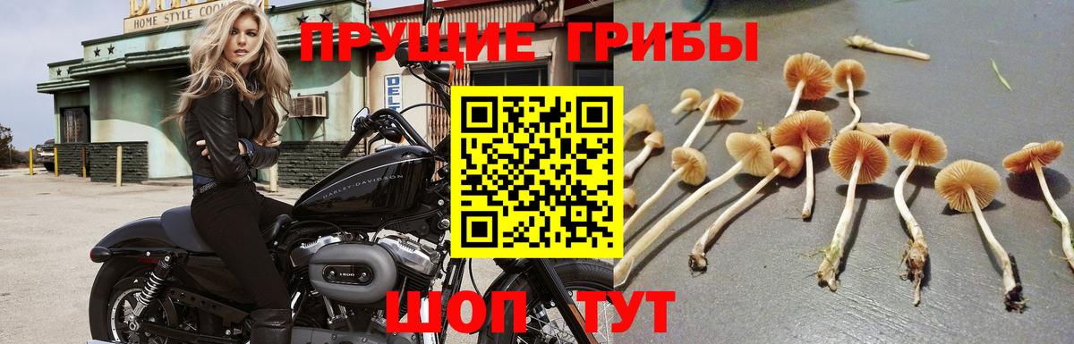 Галлюциногенные грибы MAGIC MUSHROOMS Зерноград